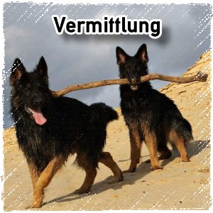 Amy & Ares, die Eltern aus dem B- und C-Wurf